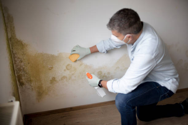 Best Post-Remediation Verification Testing  in Posen, IL